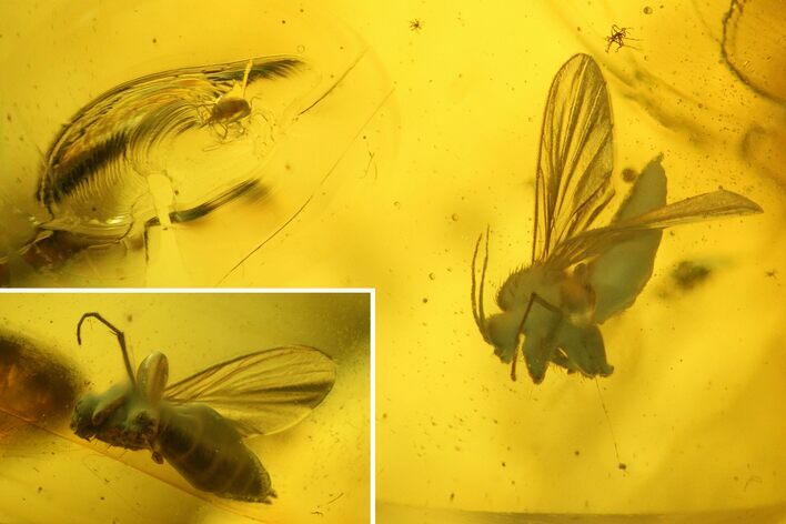 Fossil Fly (Diptera) and a Mite (Acari) in Baltic Amber #142188